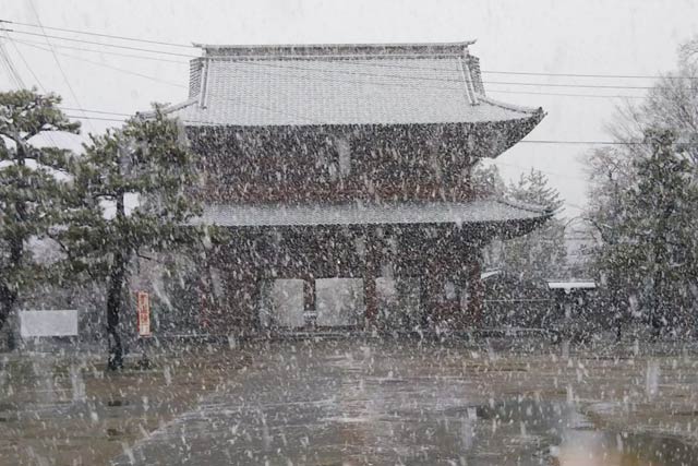 8日朝、視界を悪くするほど雪が降る三条市・本成寺の山門前（読者提供）