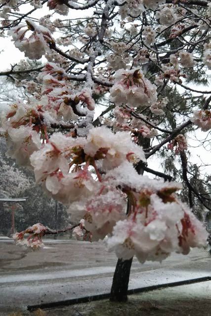 サクラの花に積もった雪