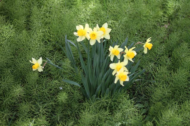 10日昼の分水駅そばの越後線・学校踏切近くに咲くスイセン