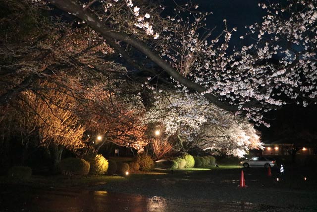 8日夜の弥彦公園