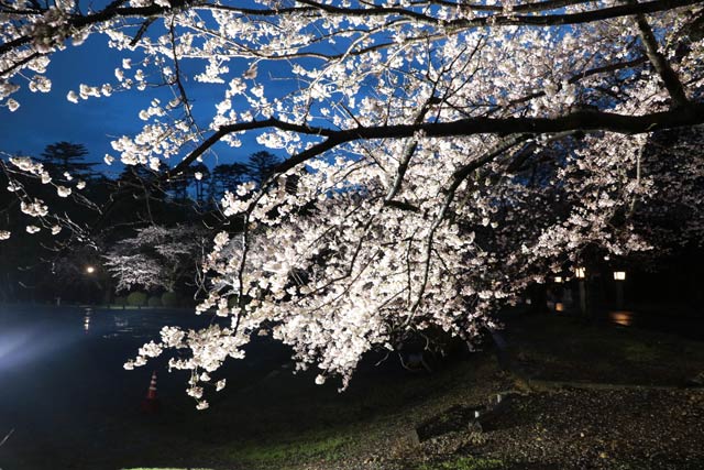 8日夜の弥彦公園