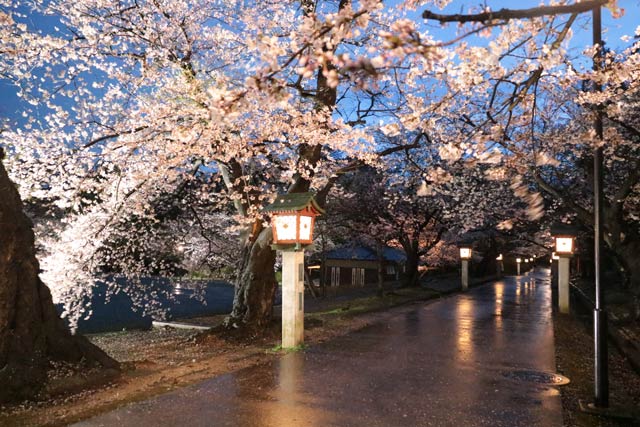8日夜の弥彦公園