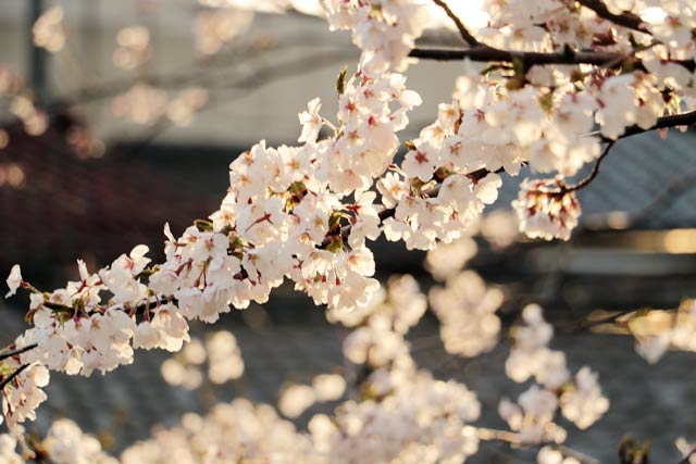 8日夕方の燕市文化会館前