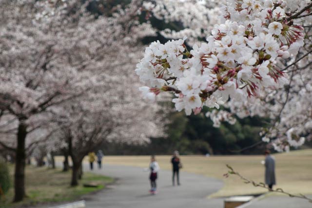 三条市総合運動公園芝生広場のサクラ並木は5分から7分咲き