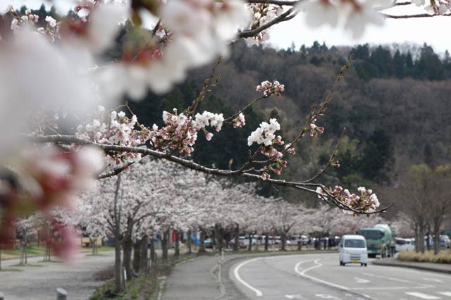 三条市総合運動公園芝生広場のサクラ並木は5分から7分咲き