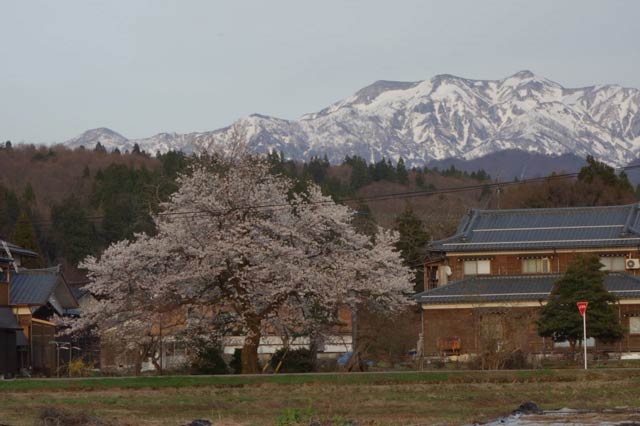 下田地区の江口の民家のサクラと残雪の粟ヶ岳