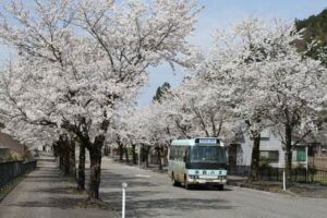延長1kmの加茂・八幡の桜並木が満開