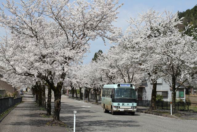 八幡の桜並木