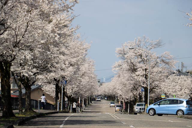 八幡の桜並木