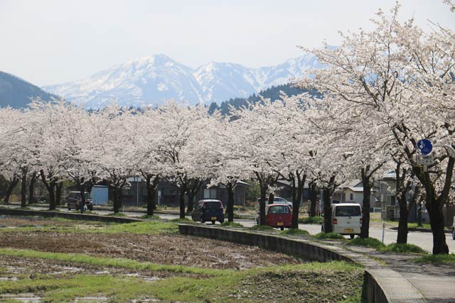 八幡の桜並木