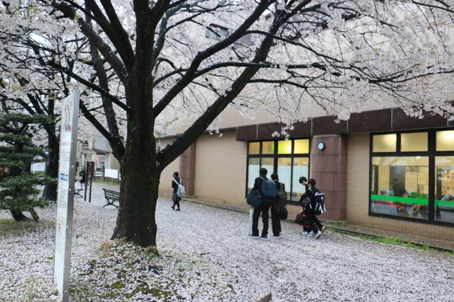 足元が桜色に染まった北三条駅前