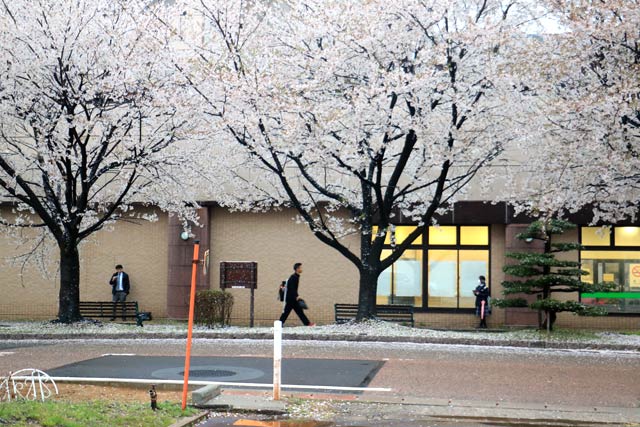 落花盛んでもまだ花の見ごろ
