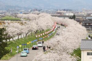 開花が早かった大河津分水桜並木は散り始めでなんとか見ごろを保ってくれたのに（信濃川大河津資料館4階展望室から撮影）