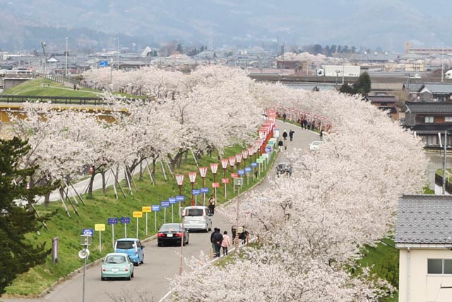 開花が早かった大河津分水桜並木は散り始めでなんとか見ごろを保ってくれたのに（信濃川大河津資料館4階展望室から撮影）