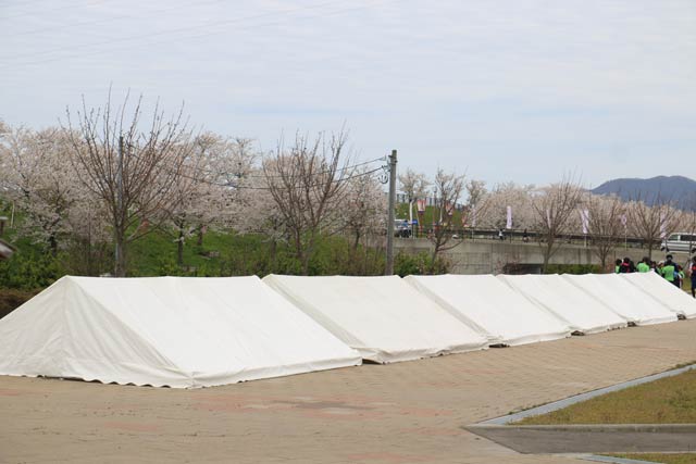 せっかく大河津分水さくら公園に広げたテントも無駄に 