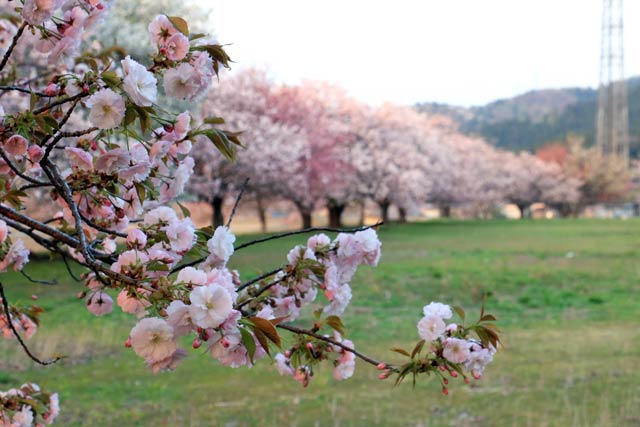 長嶺の桜並木