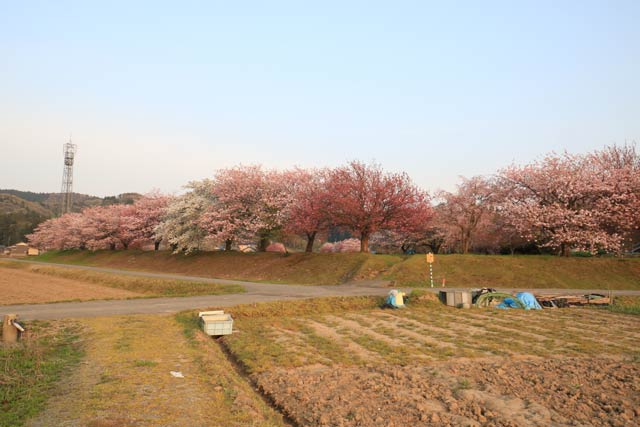 長嶺の桜並木