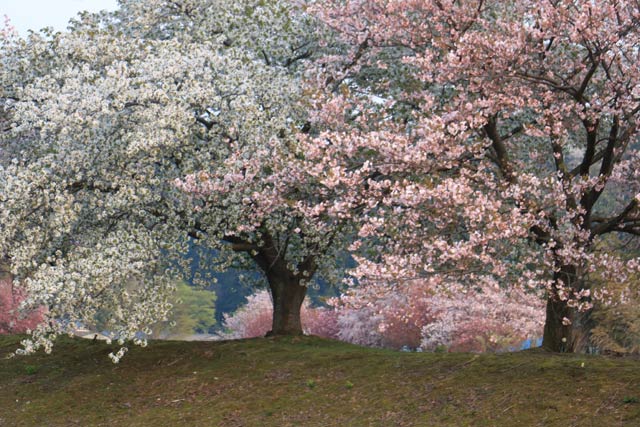 長嶺の桜並木