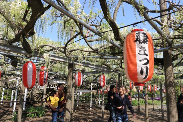 ちょうちんも下がる「八王寺の白藤」が早くも咲く