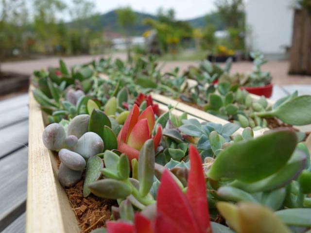 人気の多肉植物