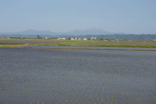 三条市栄地区の田植えの終わった田んぼ