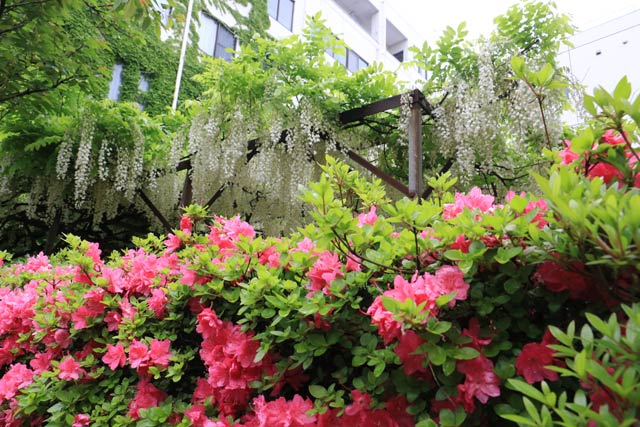 旧三条小学校そばの日吉神社でフジの花とツツジの花が競演