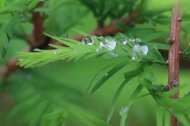 葉の上に乗った雨滴