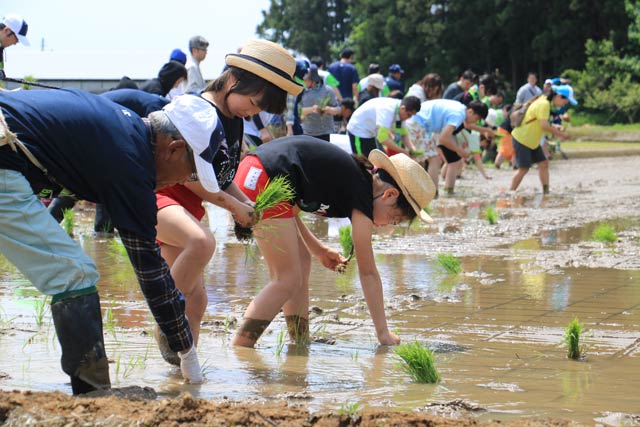 「スワローズ・ライスファーム」の田植え