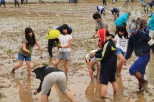 田んぼアートの田植え