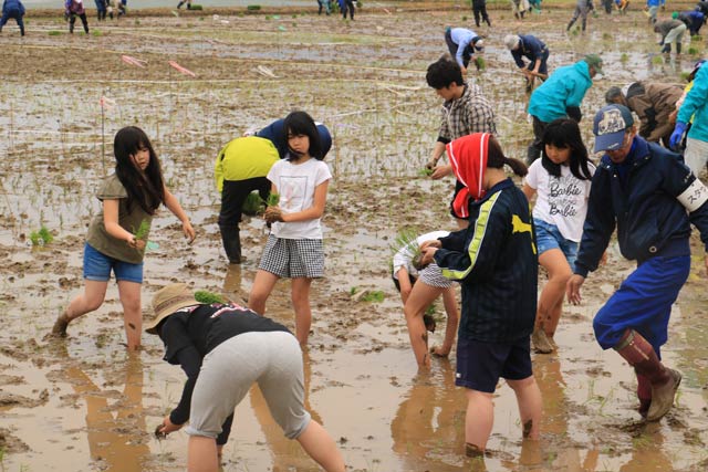 田んぼアートの田植え