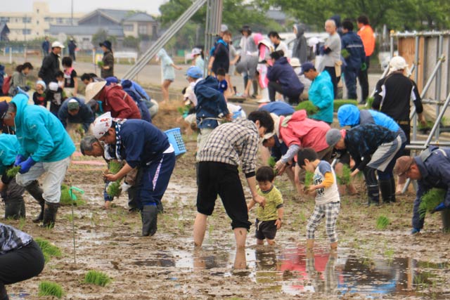 人海戦術で急ピッチで田植えが進む