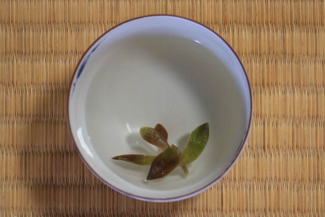 塩漬けしたシュンランを浮かべた白湯
