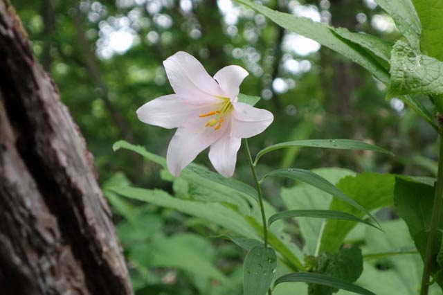 咲き始めたヒメサユリの花