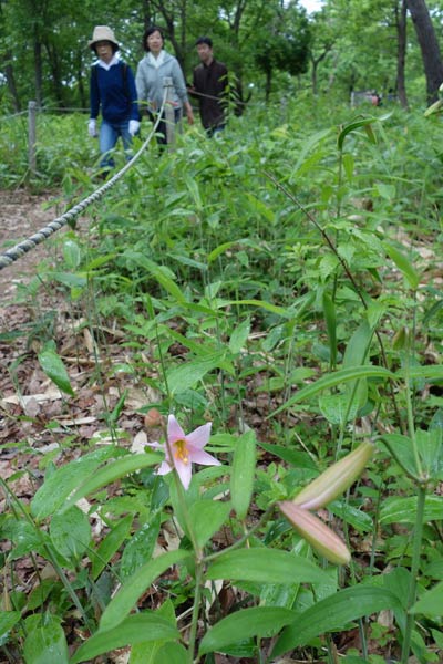 咲き始めたヒメサユリの花