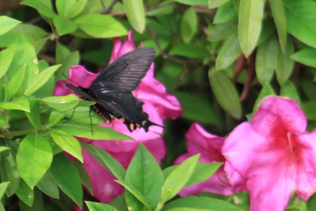 ジャコウアゲハがツツジの花を渡る
