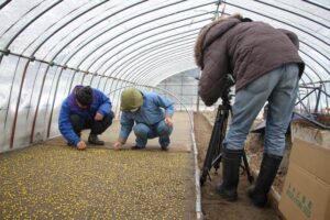 弥彦むすめの栽培農家で1月29日行われた種まき作業の撮影