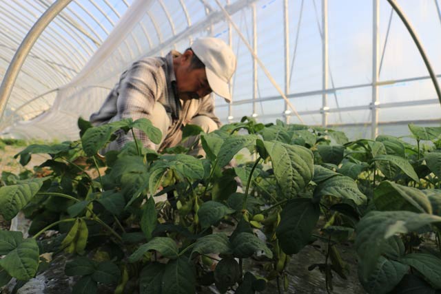 5月上旬から収穫作業が行われている