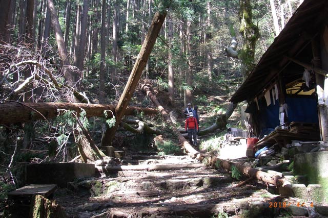 死亡事故があった茶屋（右）付近の倒木（4月4日に弥彦村が撮影）