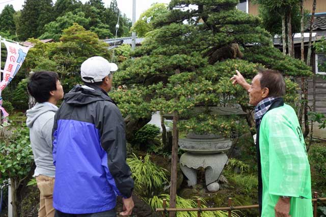 200年のゴヨウマツを紹介