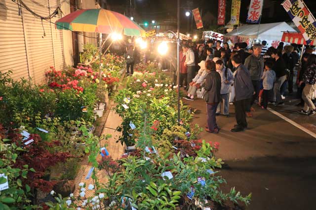 「吉田の植木祭り」とも言われる吉田天満宮の大祭で植木を売る露店