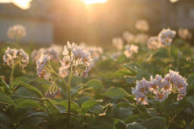 燕市内ので畑で咲くジャガイモの花