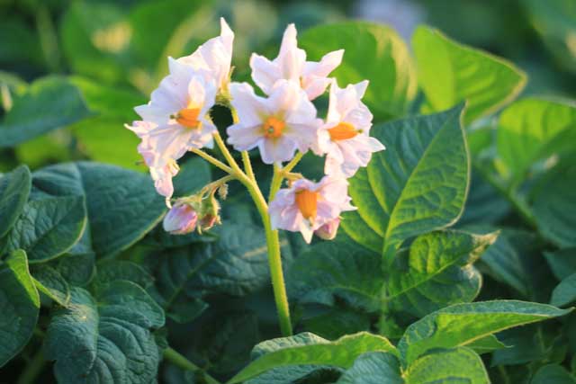 燕市内ので畑で咲くジャガイモの花