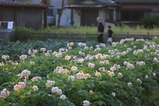 燕市内ので畑で咲くジャガイモの花