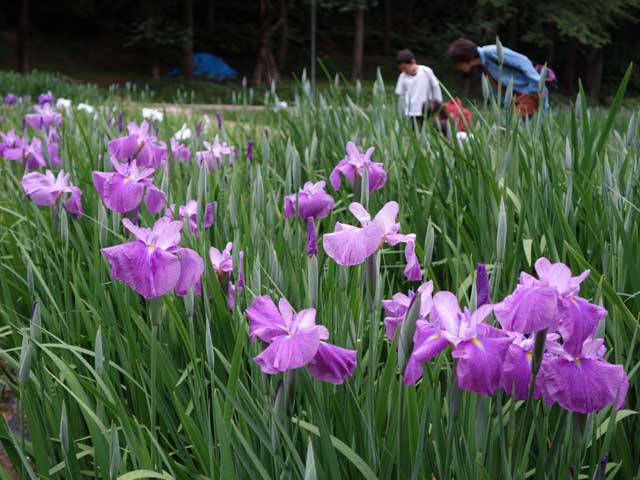 ハナショウブが三分咲きていどになった「花菖蒲まつり」が開かれているシラサギ森林公園