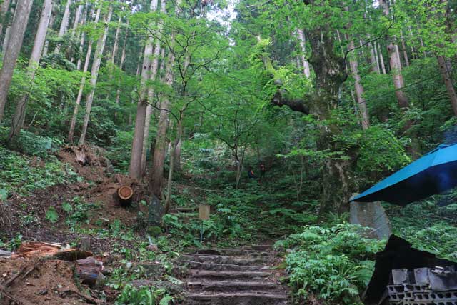 左が倒れたスギの木で右に見える黒い幹がケヤキでその枝が折れて女性を直撃したらしい
