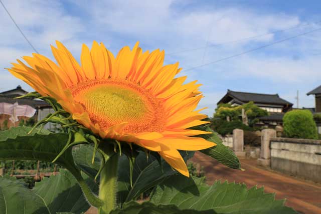 燕市で咲き始めたヒマワリ