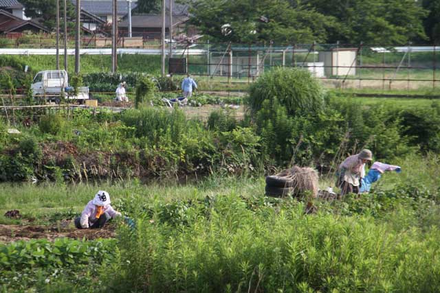 午前7時ごろの西川の河川敷の畑は農作業に忙しい