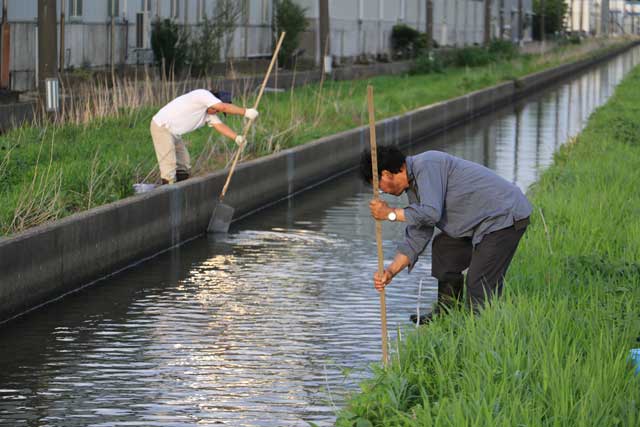 もみじ谷に運ぶカワニナを用水路で捕る
