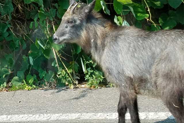 間瀬の県道で目撃されたカモシカ