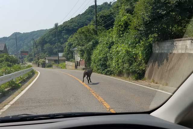 県道を歩くカモシカ